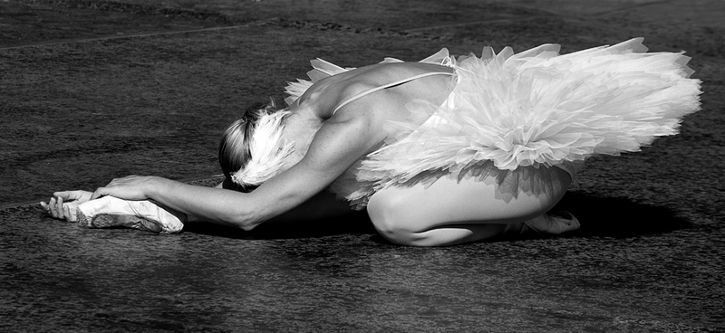 559 - THE DYING SWAN - WILLS TONY - guernsey.jpg